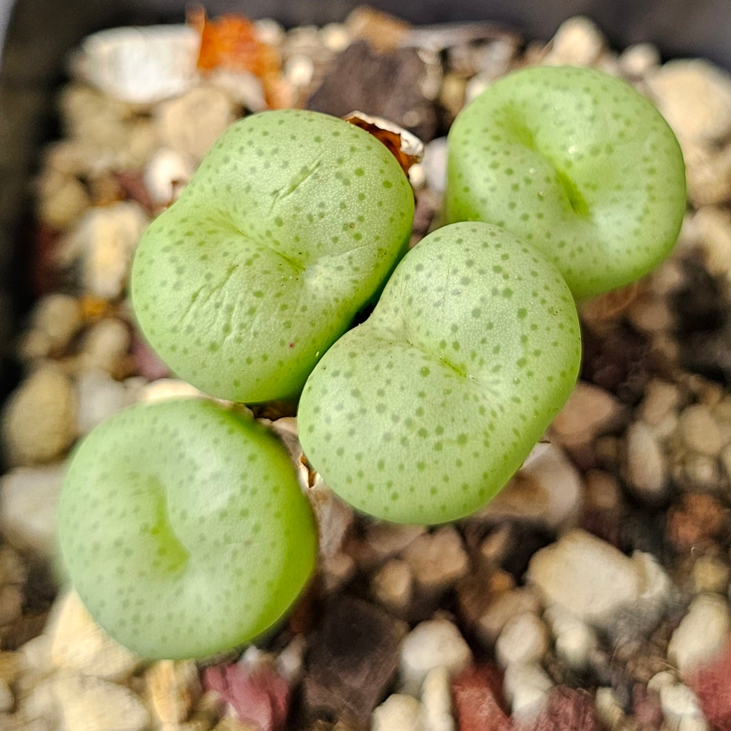 Conophytum bundle (4 plants) – Subtle Oddities