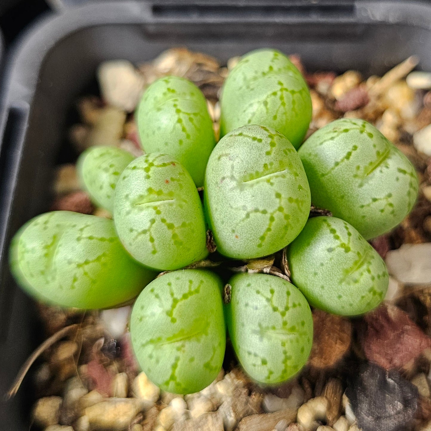 Conophytum bundle (4 plants) – Subtle Oddities