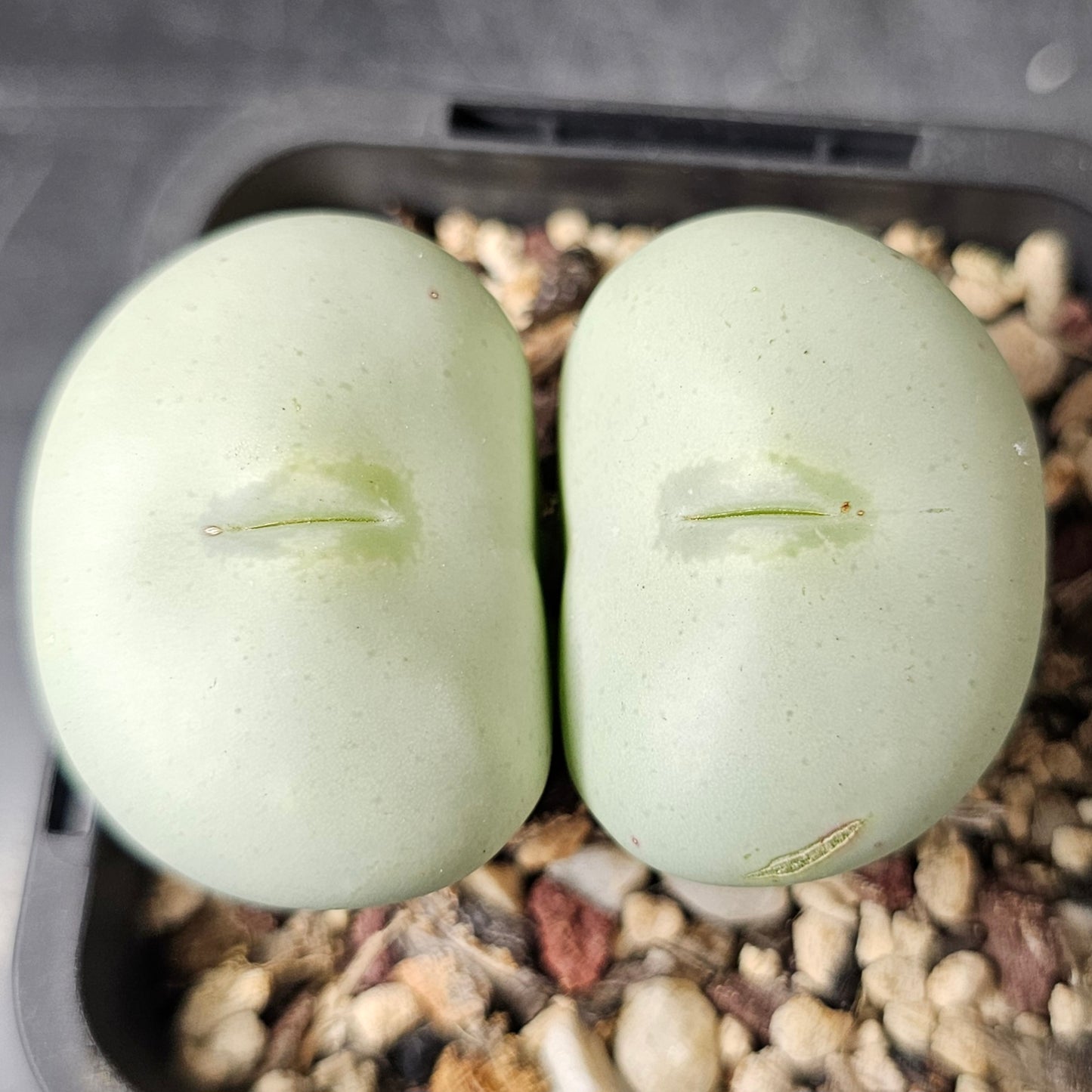 Conophytum bundle (4 plants) – Subtle Oddities