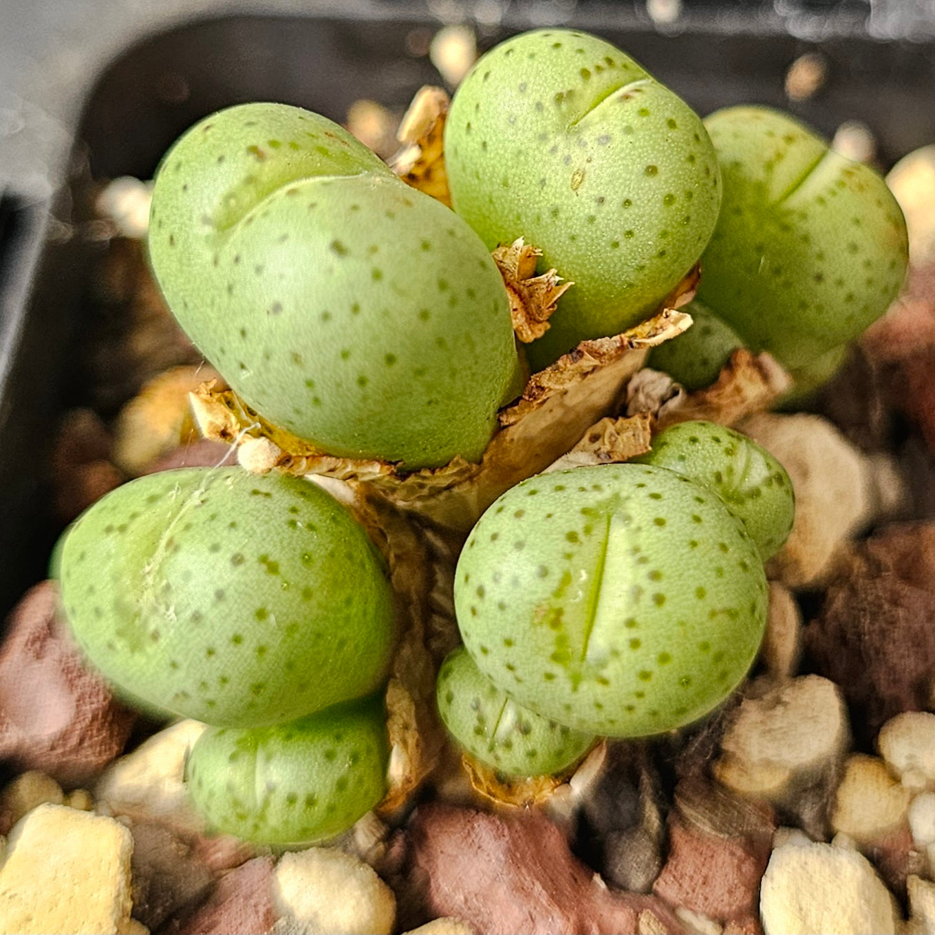 Conophytum bundle (4 plants) – Subtle Oddities