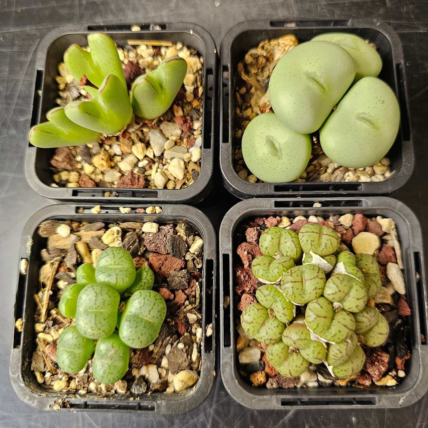 Conophytum bundle (4 plants) – Collector’s Selection