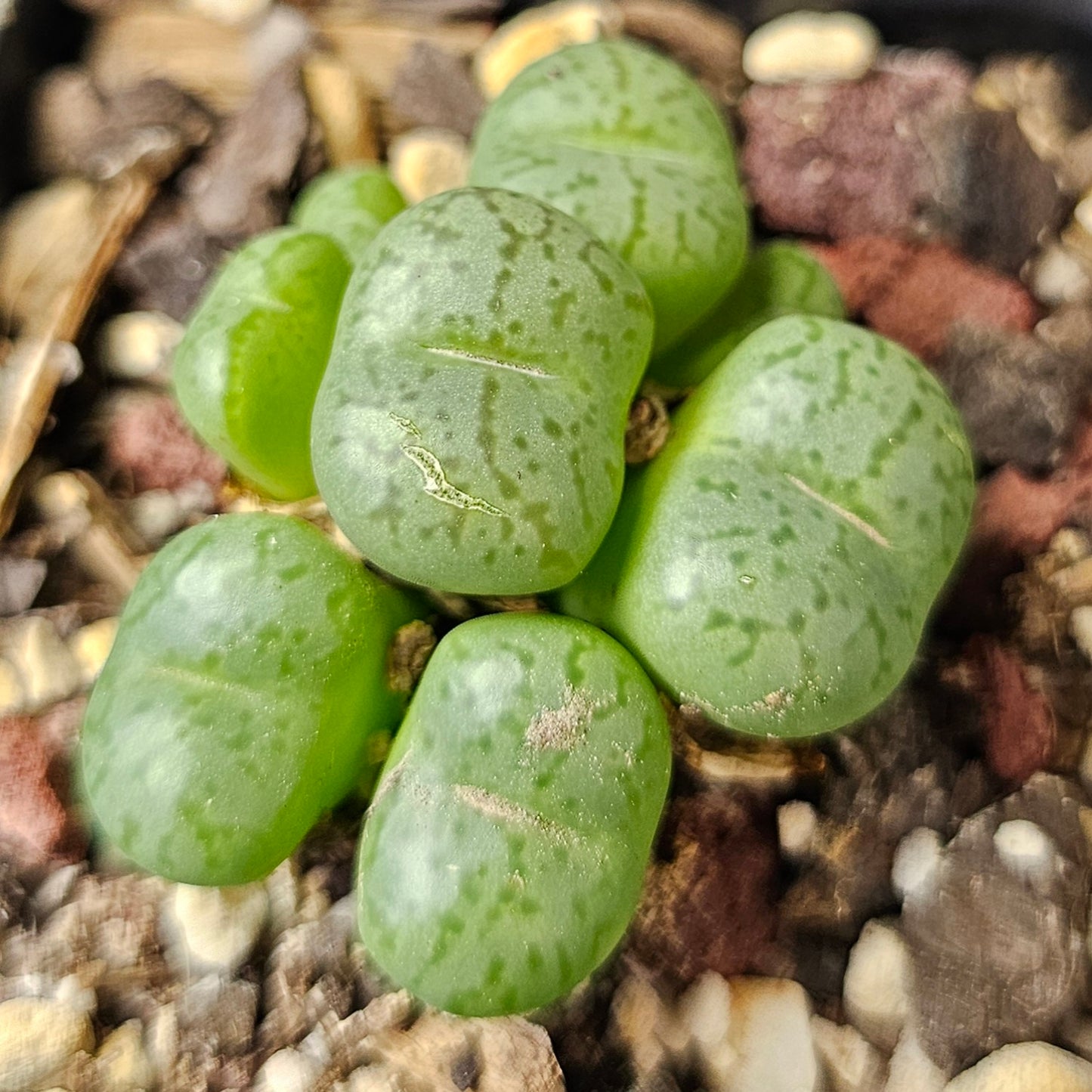 Conophytum bundle (4 plants) – Collector’s Selection