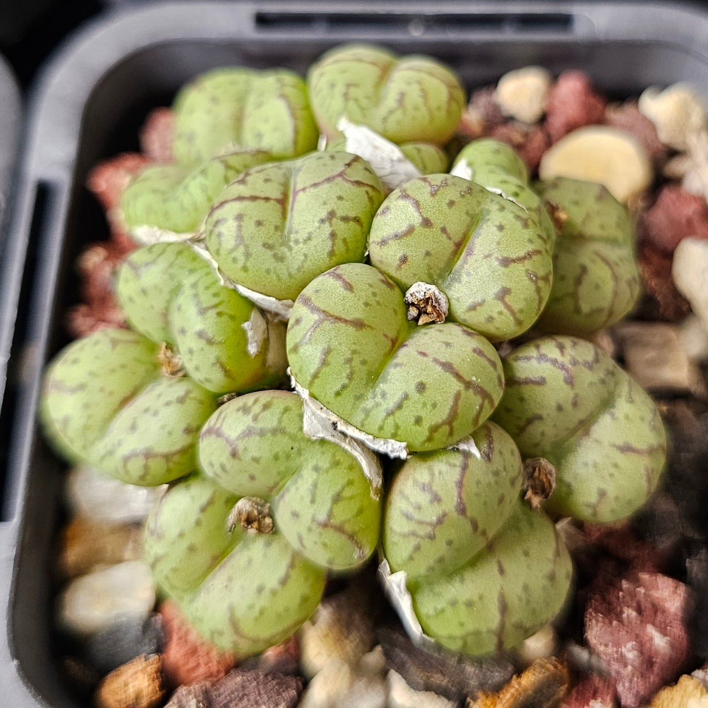 Conophytum bundle (4 plants) – Collector’s Selection