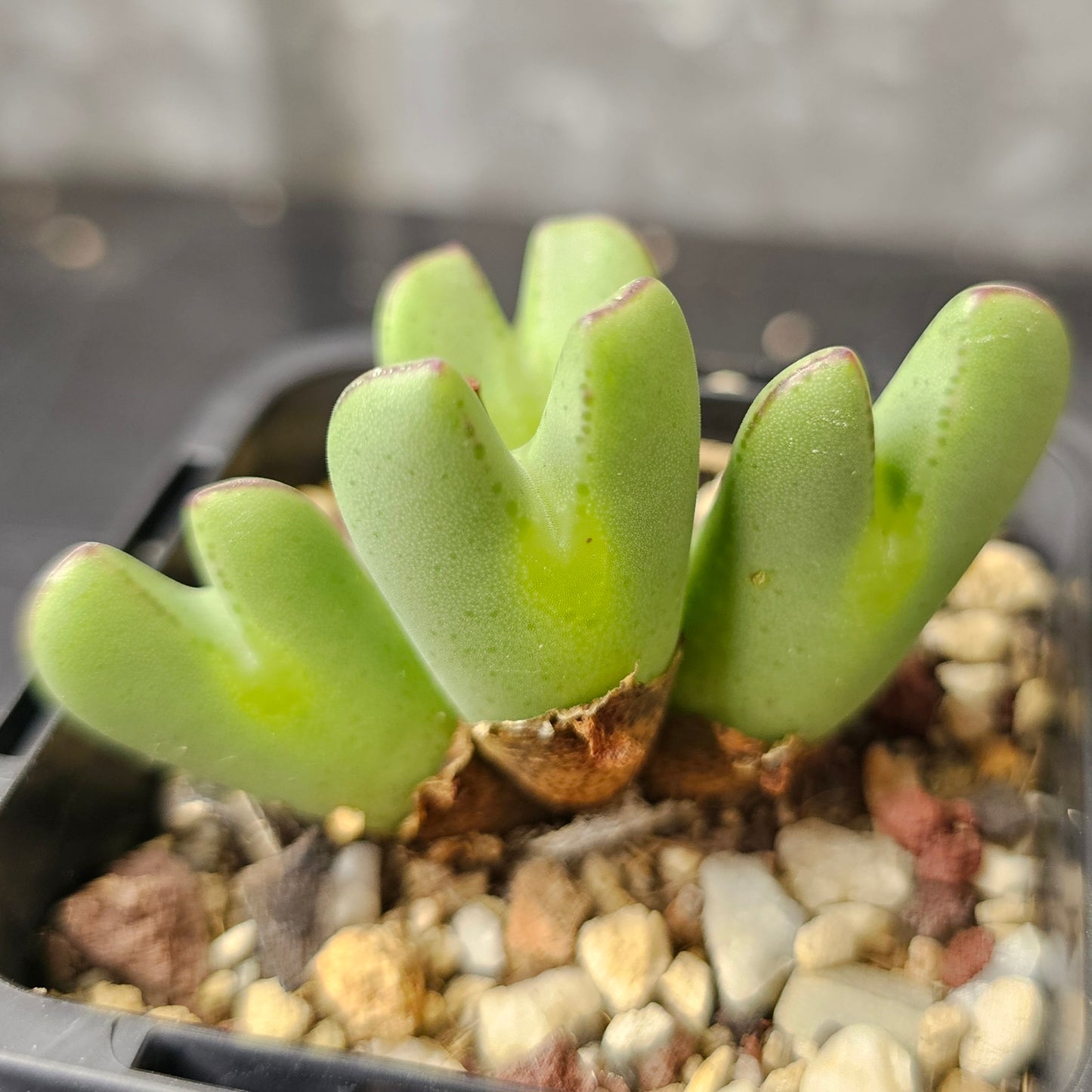 Conophytum bundle (4 plants) – Collector’s Selection