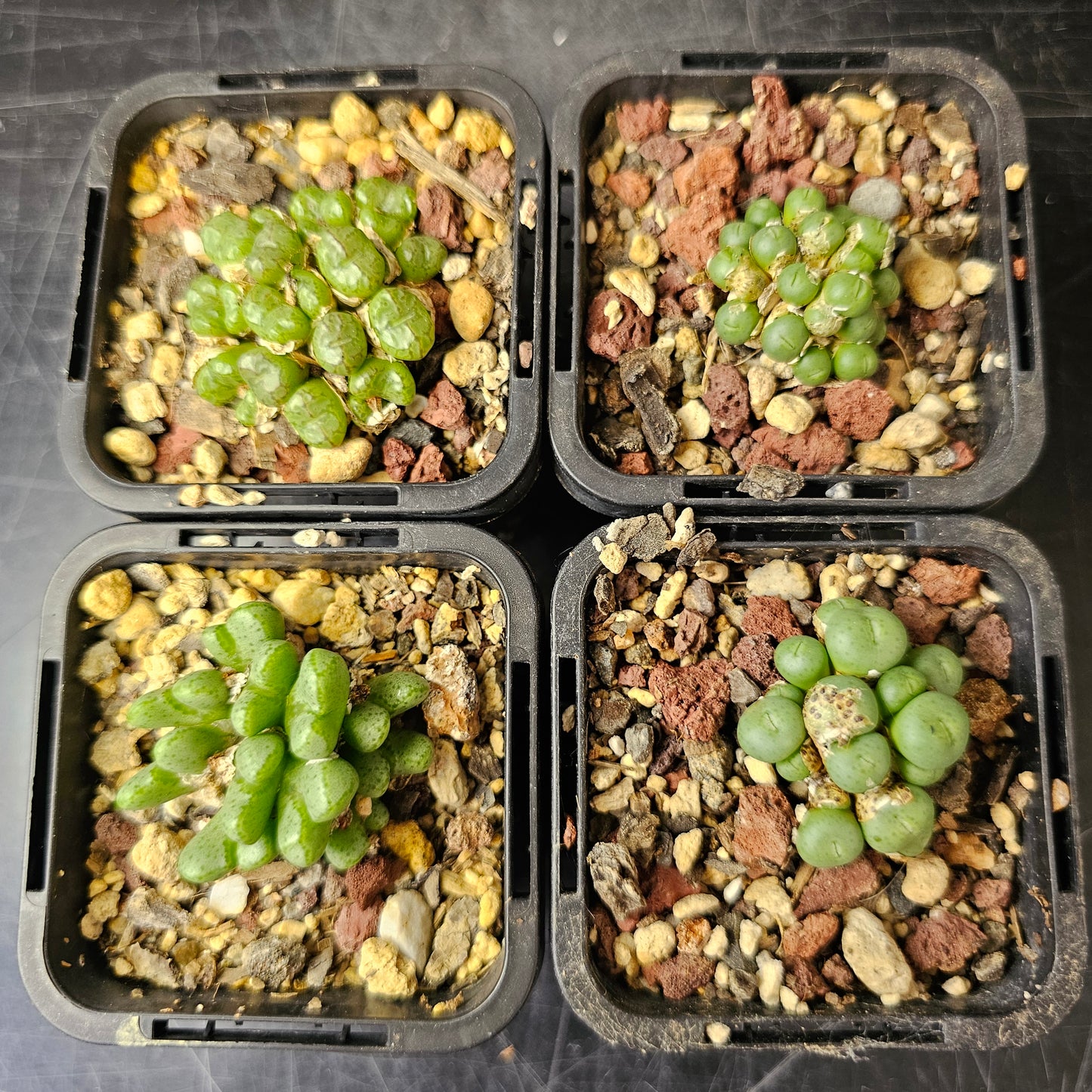Conophytum bundle (4 plants) – Curious Variants