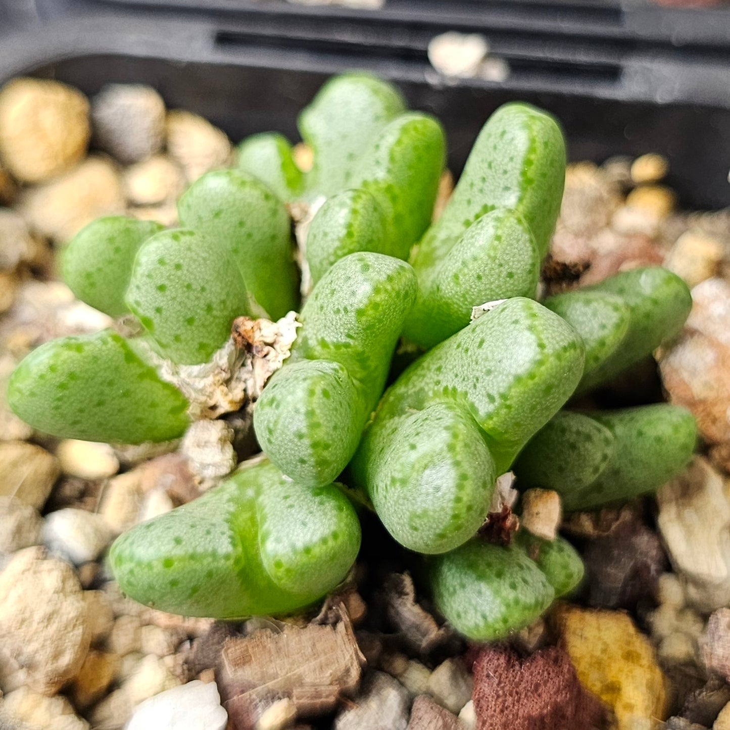 Conophytum bundle (4 plants) – Curious Variants