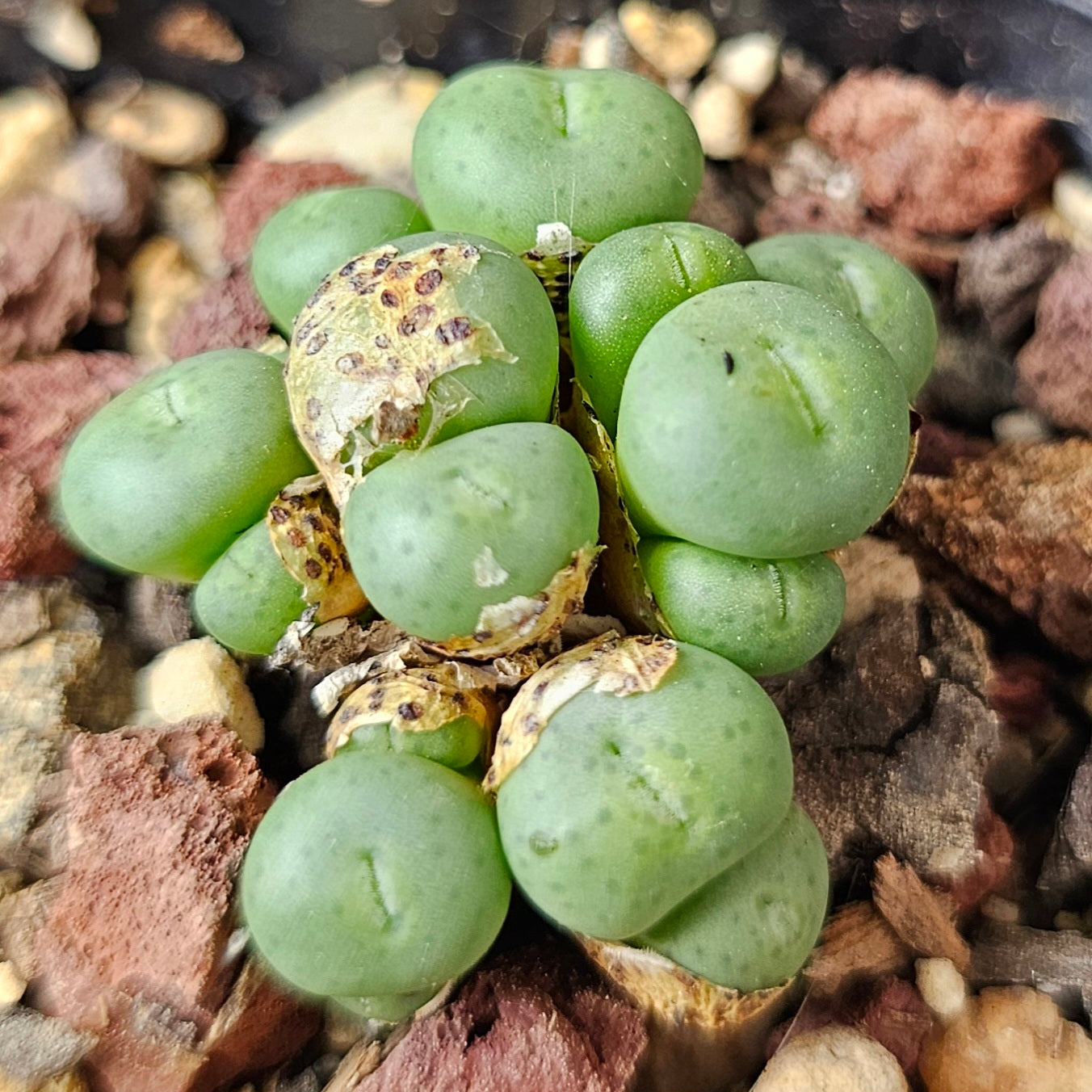 Conophytum bundle (4 plants) – Curious Variants