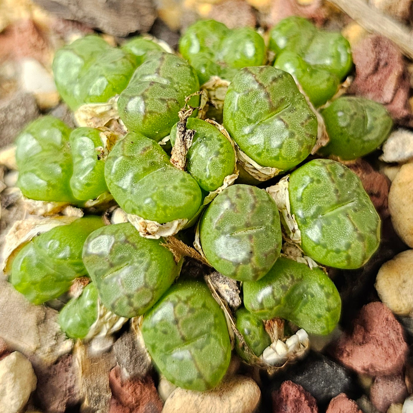 Conophytum bundle (4 plants) – Curious Variants