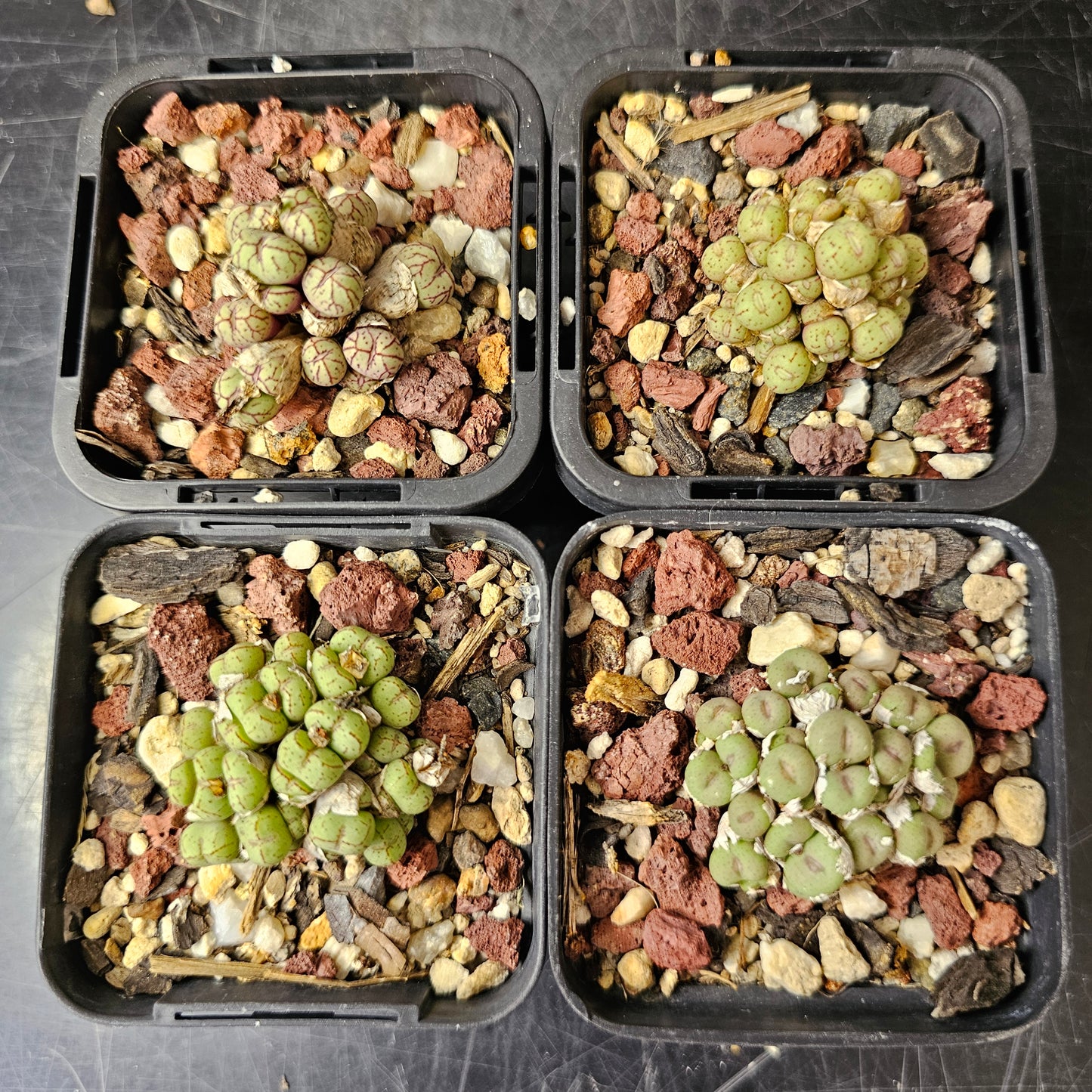 Conophytum bundle (4 plants) – Unusual Assortment