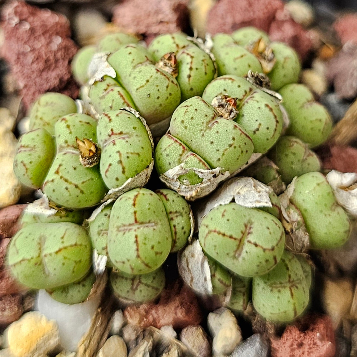 Conophytum bundle (4 plants) – Unusual Assortment