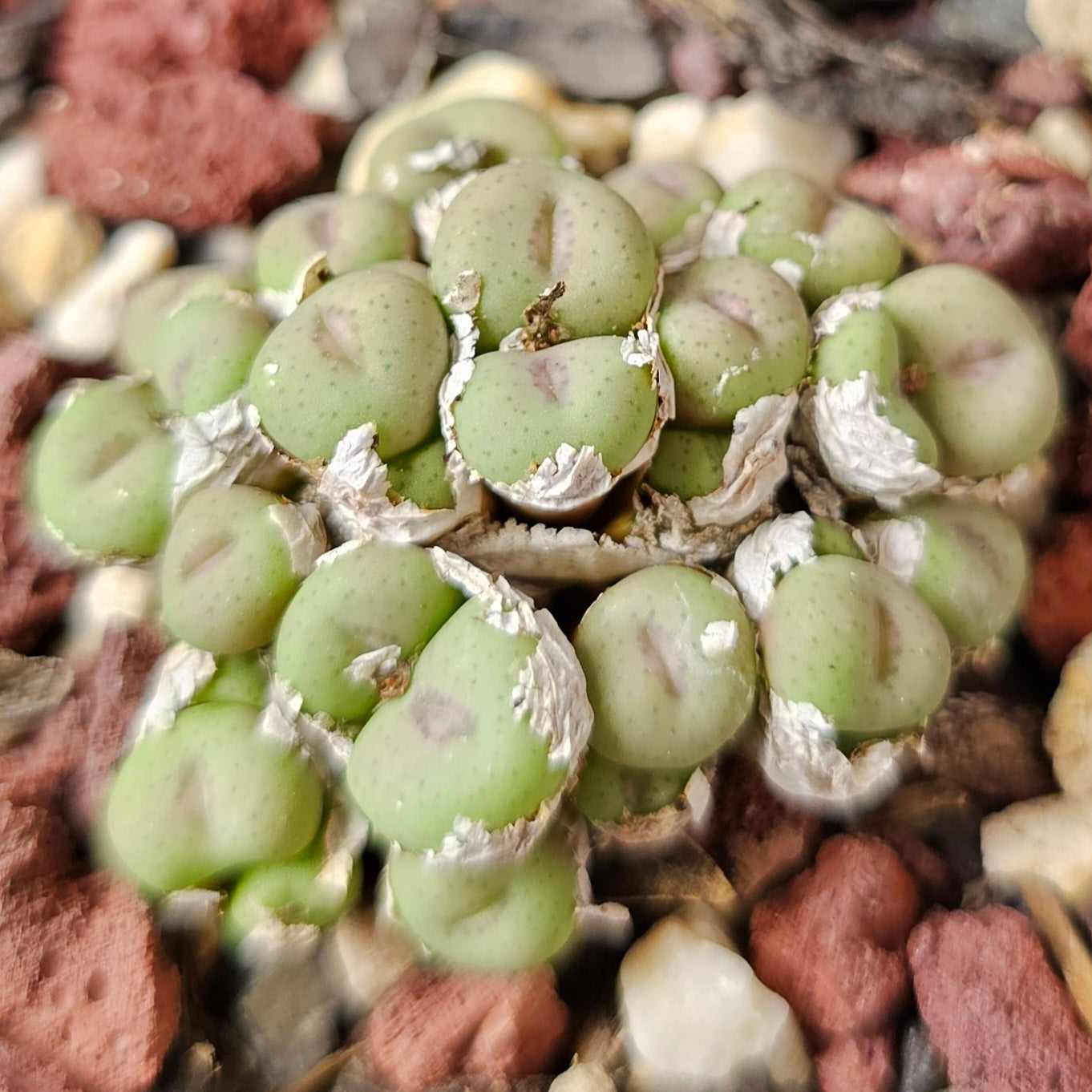 Conophytum bundle (4 plants) – Unusual Assortment