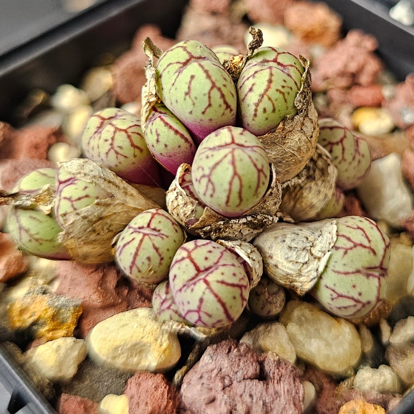 Conophytum bundle (4 plants) – Unusual Assortment