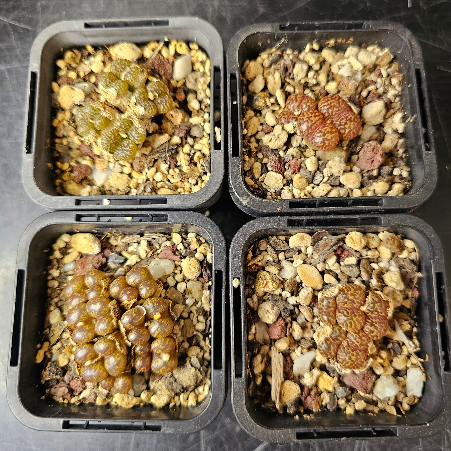 Conophytum bundle (4 plants) – Arid Mix
