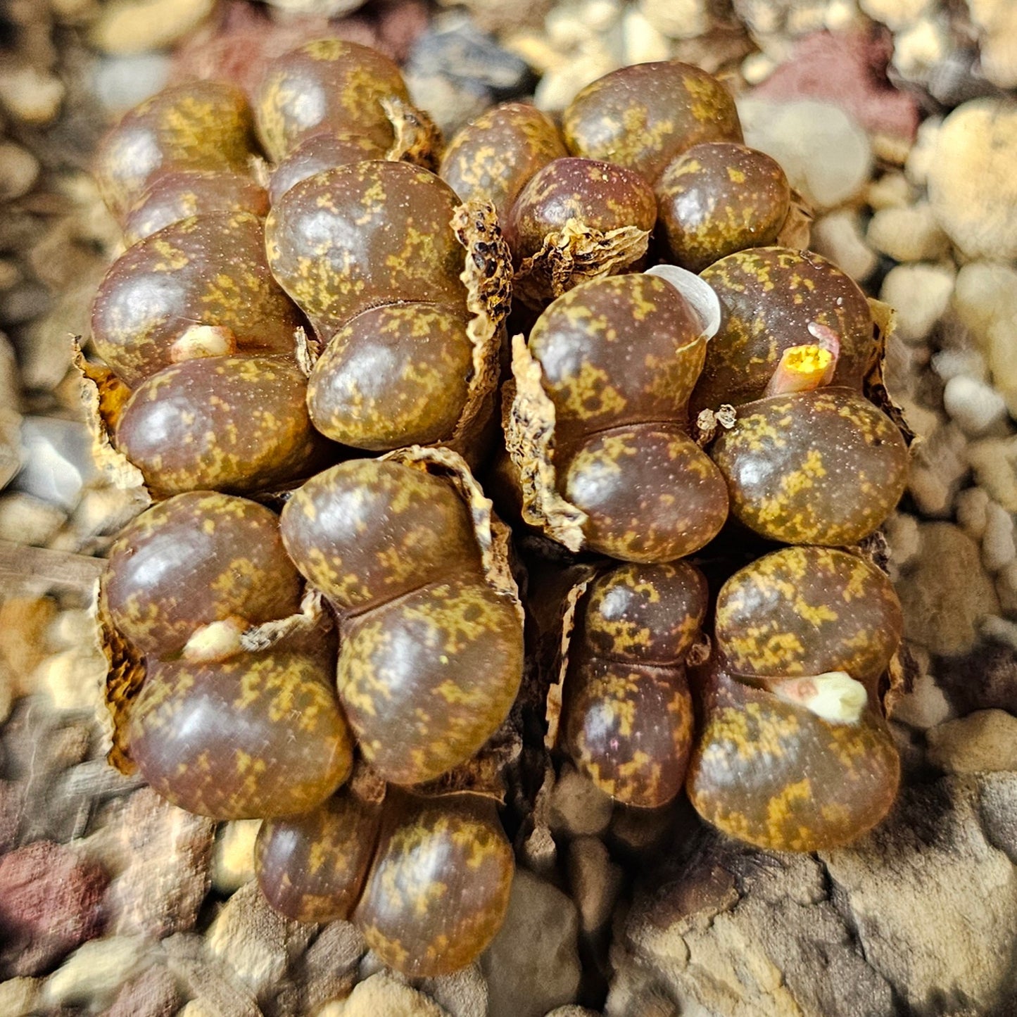 Conophytum bundle (4 plants) – Arid Mix