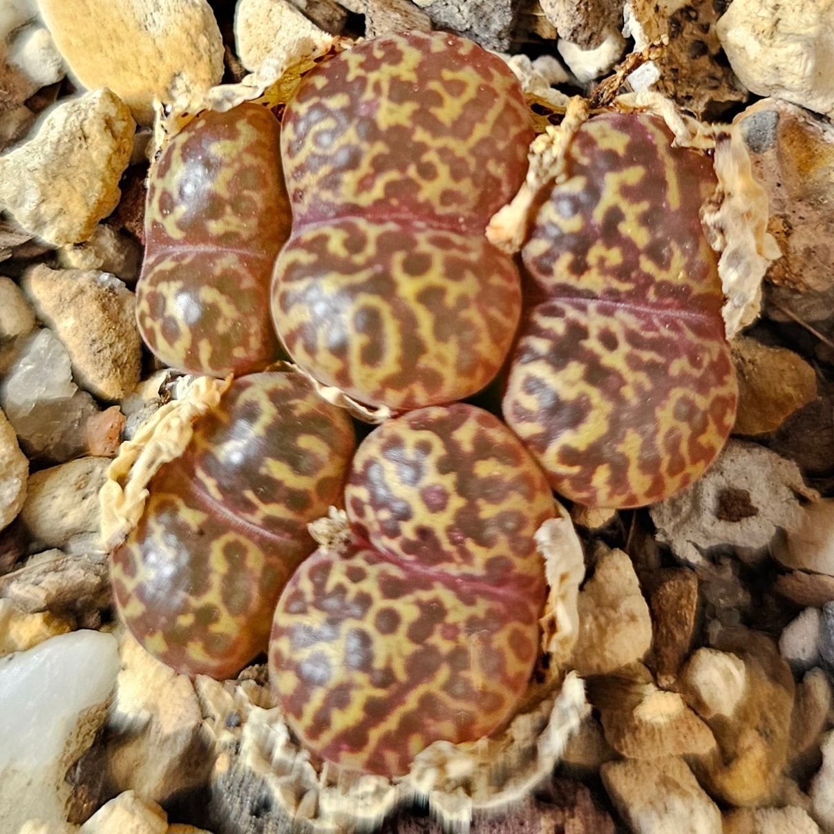 Conophytum bundle (4 plants) – Arid Mix