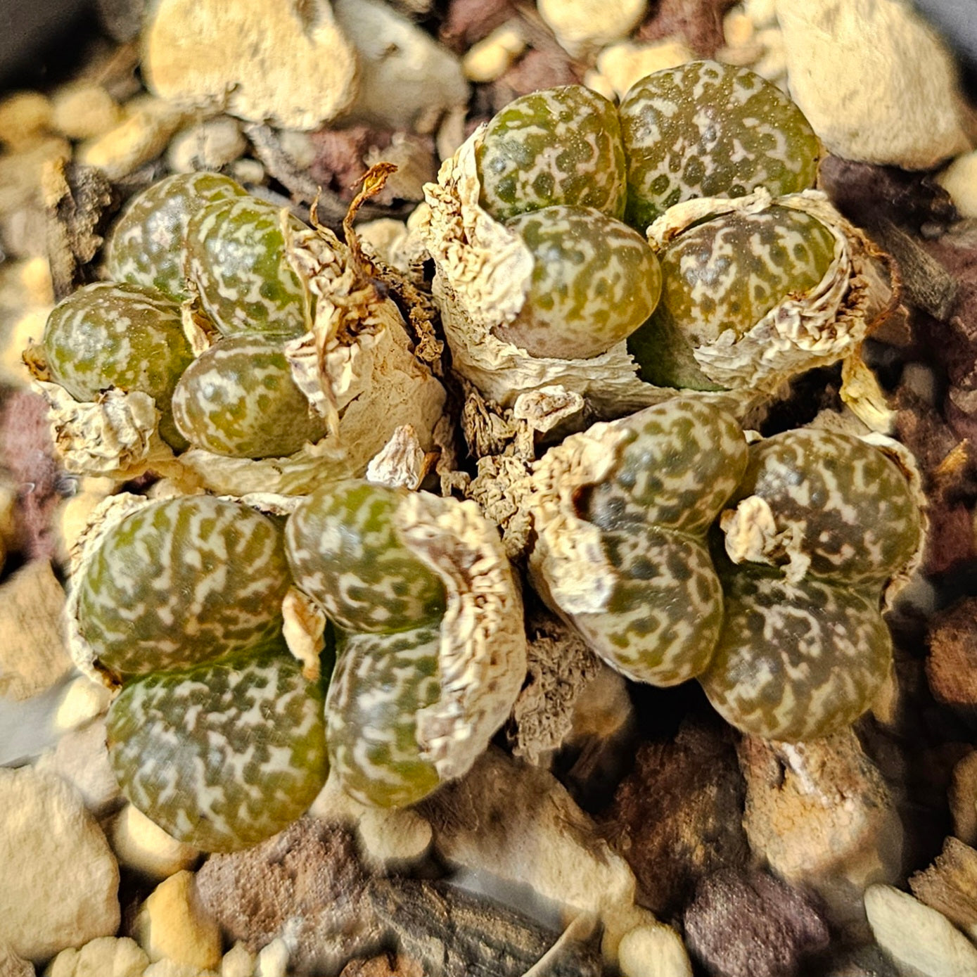 Conophytum bundle (4 plants) – Arid Mix