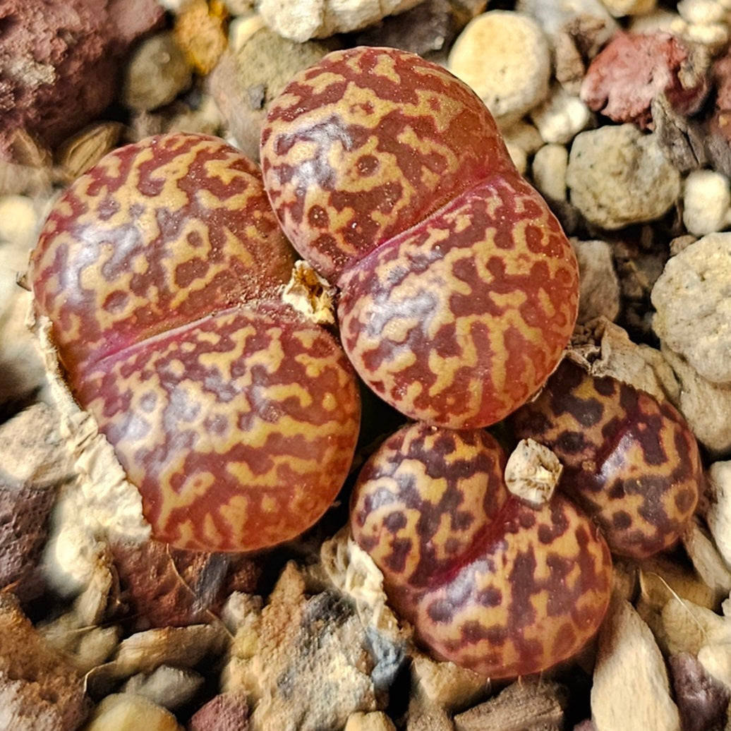 Conophytum bundle (4 plants) – Arid Mix