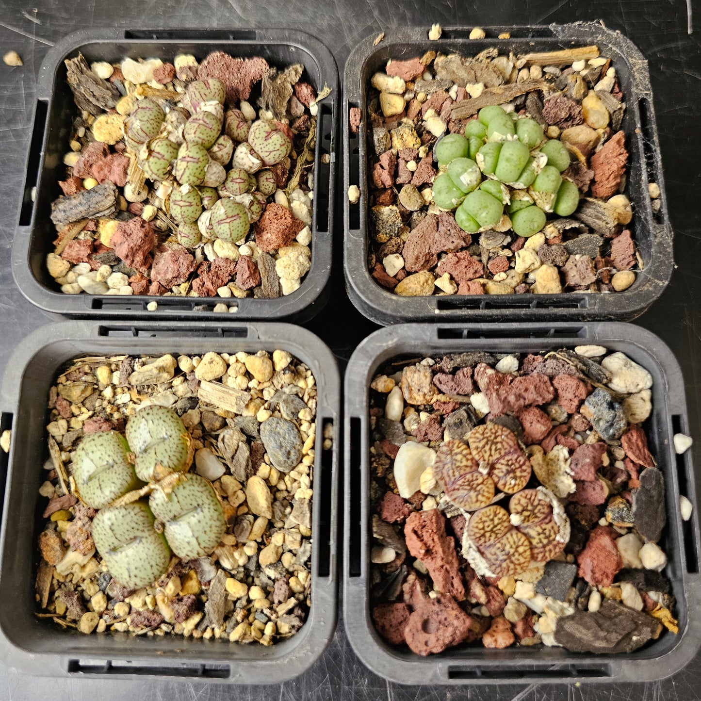 Conophytum bundle (4 plants) – Curious Mix