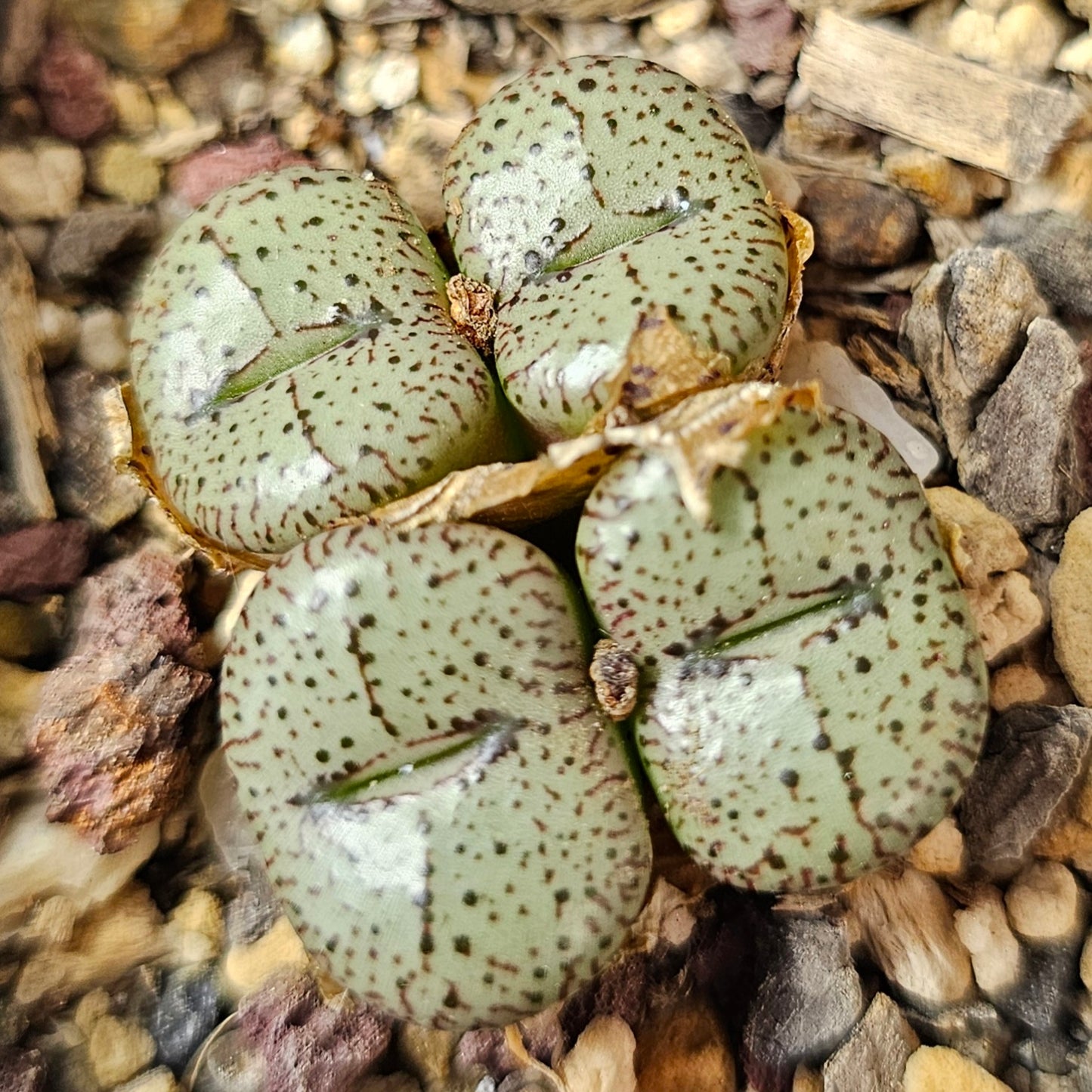 Conophytum bundle (4 plants) – Curious Mix