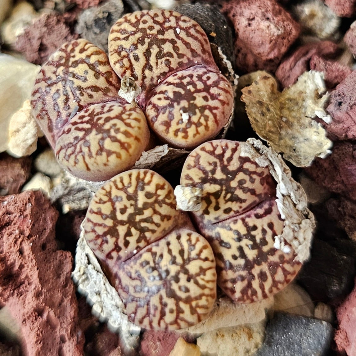 Conophytum bundle (4 plants) – Curious Mix