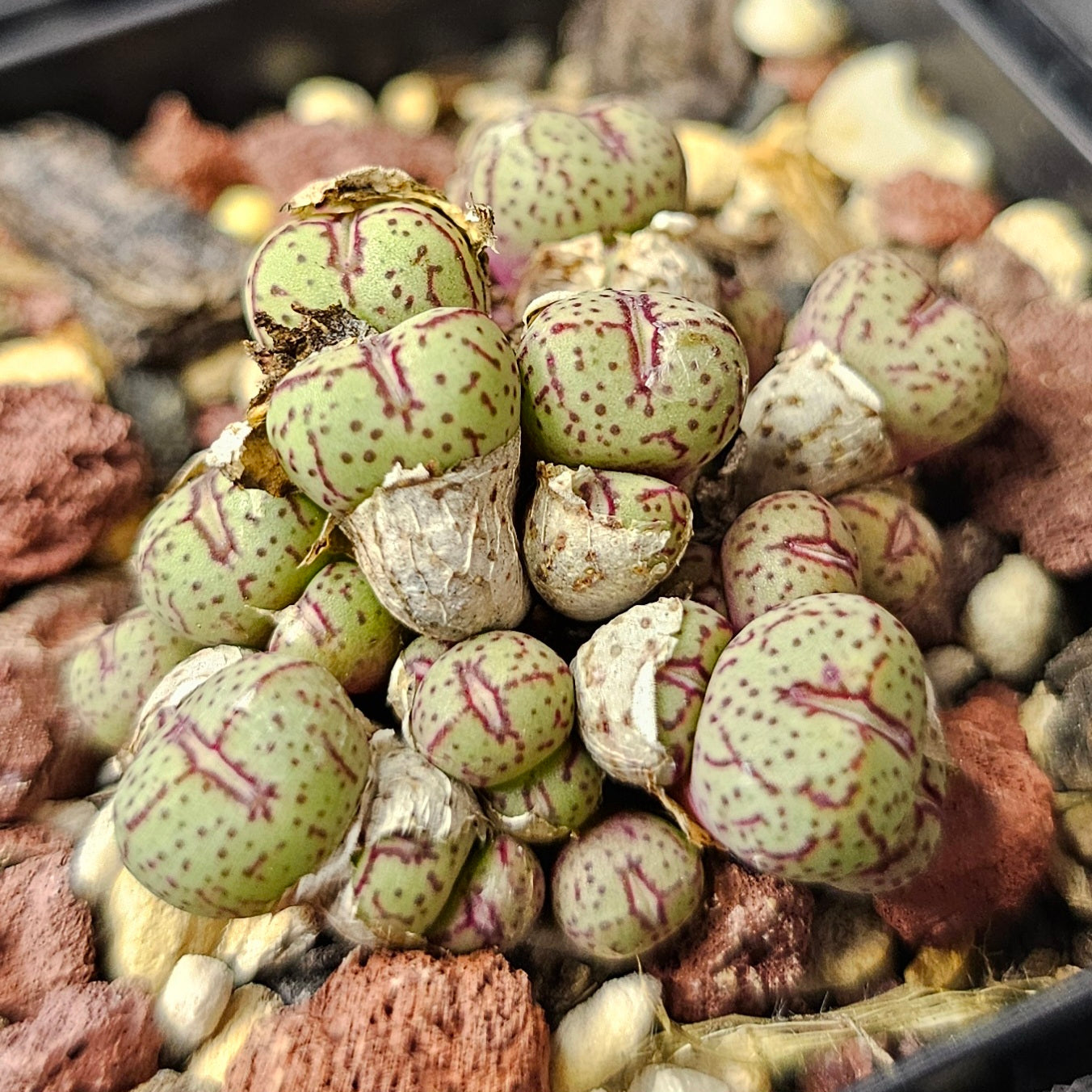 Conophytum bundle (4 plants) – Curious Mix