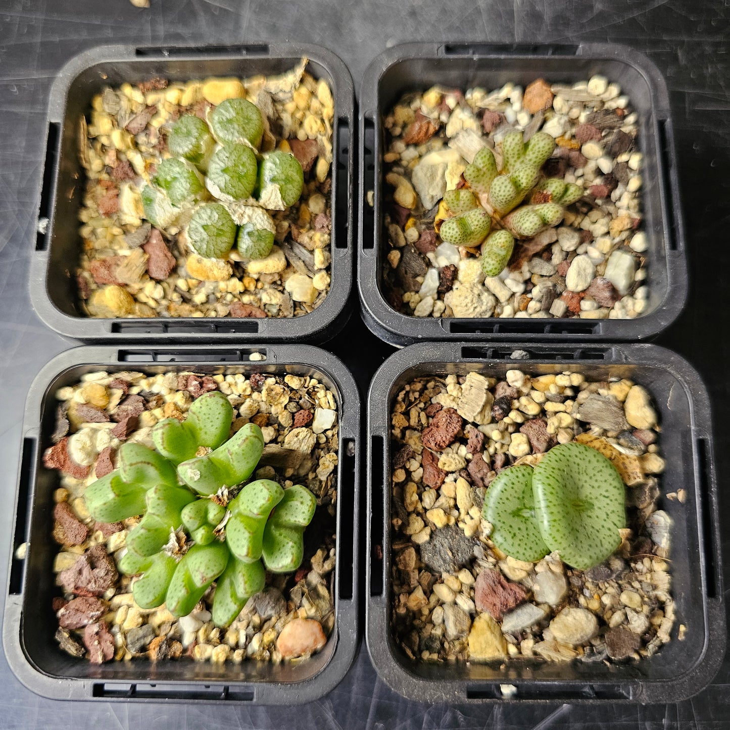 Conophytum bundle (4 plants) – Strange & Curious