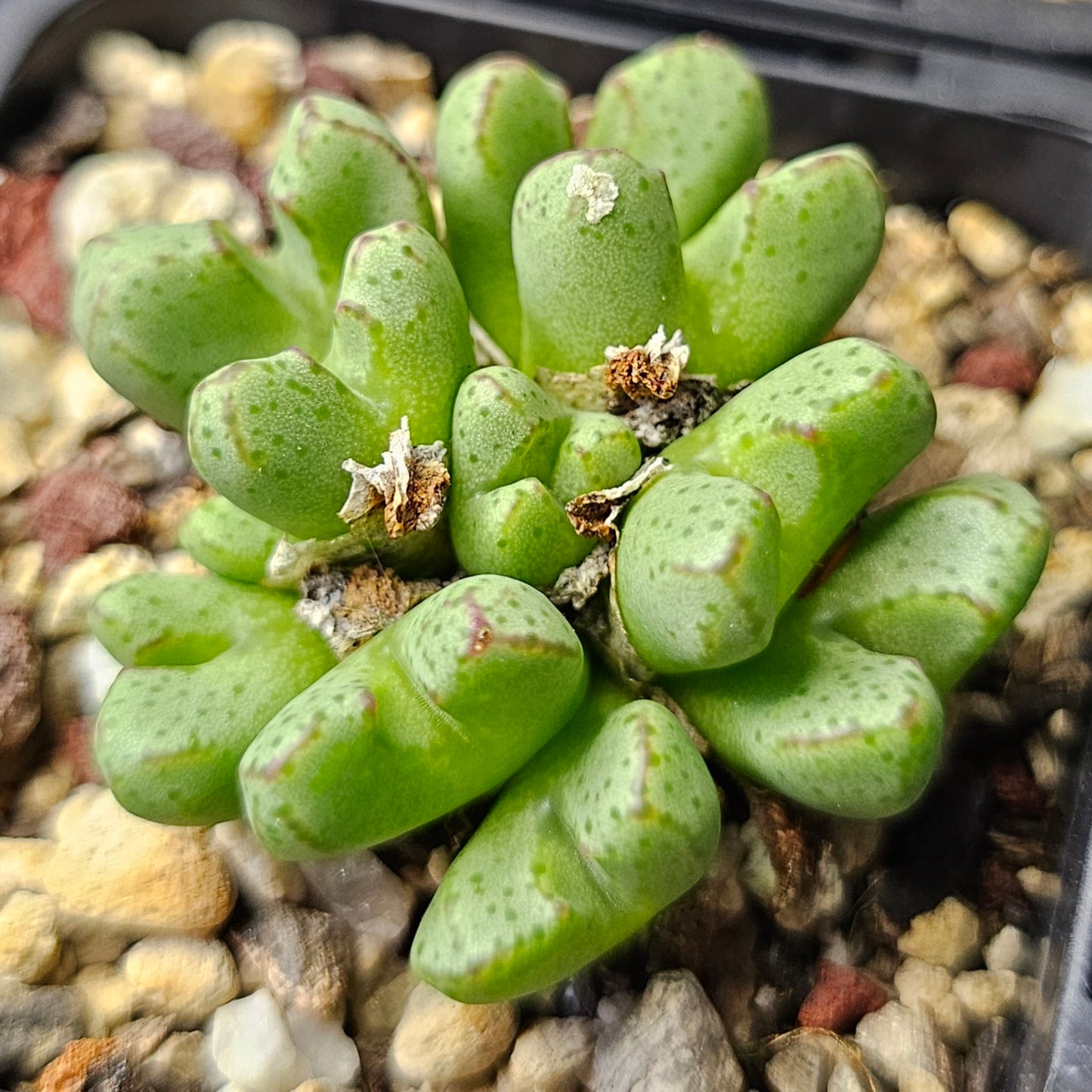 Conophytum bundle (4 plants) – Strange & Curious