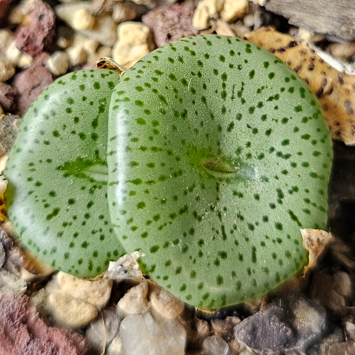 Conophytum bundle (4 plants) – Strange & Curious