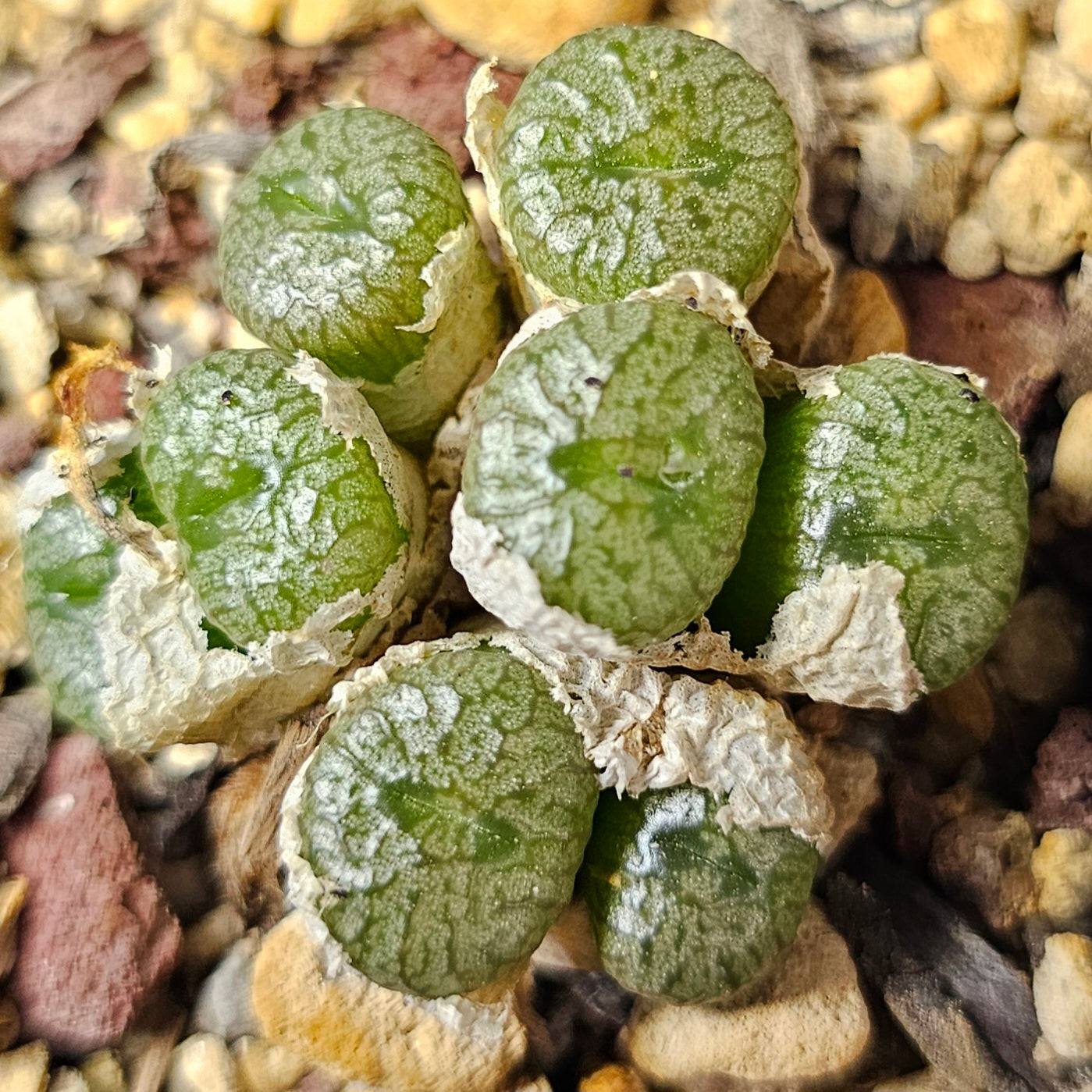 Conophytum bundle (4 plants) – Strange & Curious