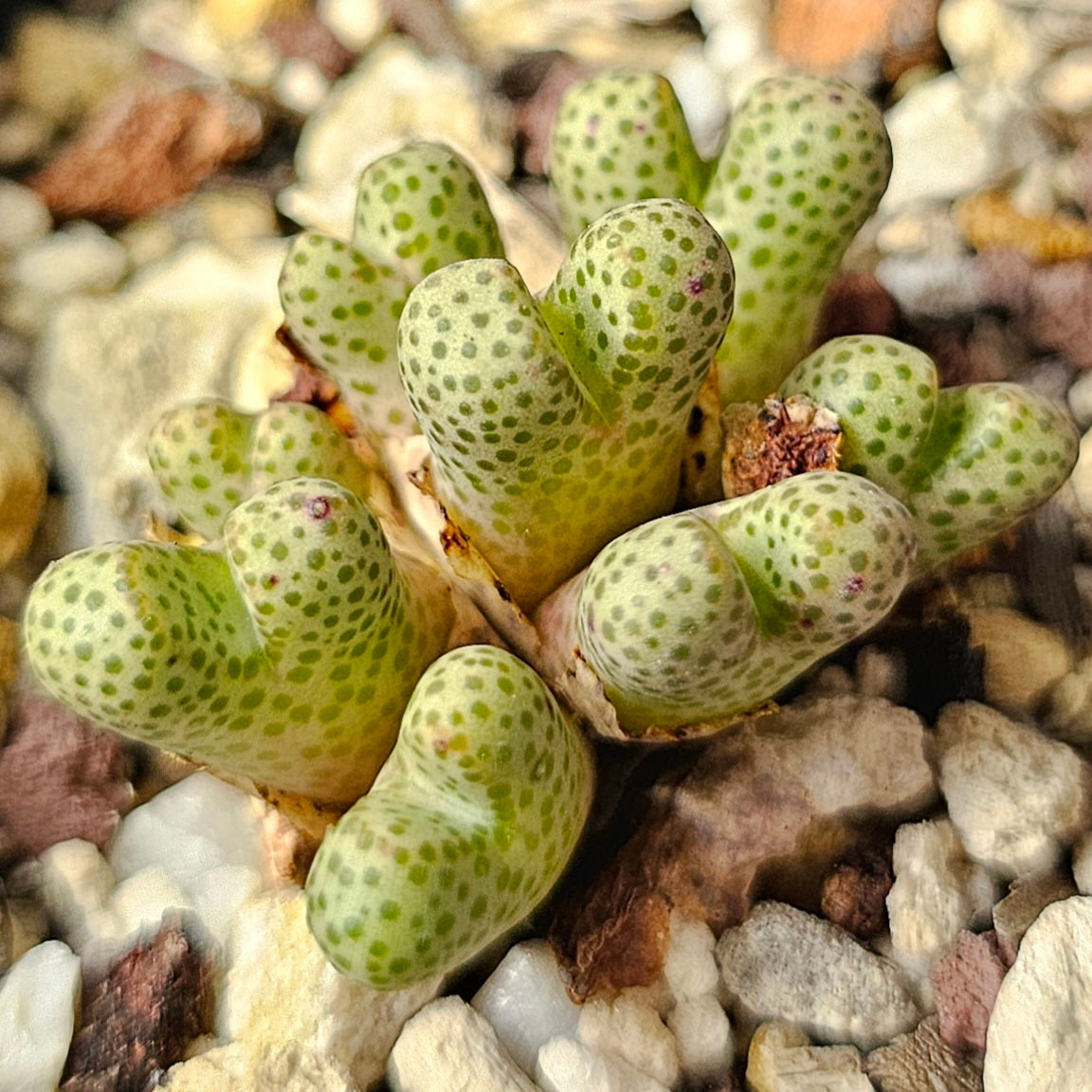 Conophytum bundle (4 plants) – Strange & Curious