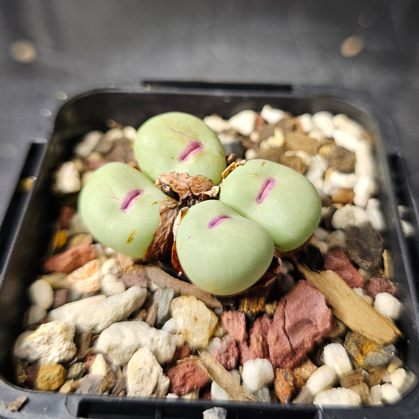 Conophytum pageae