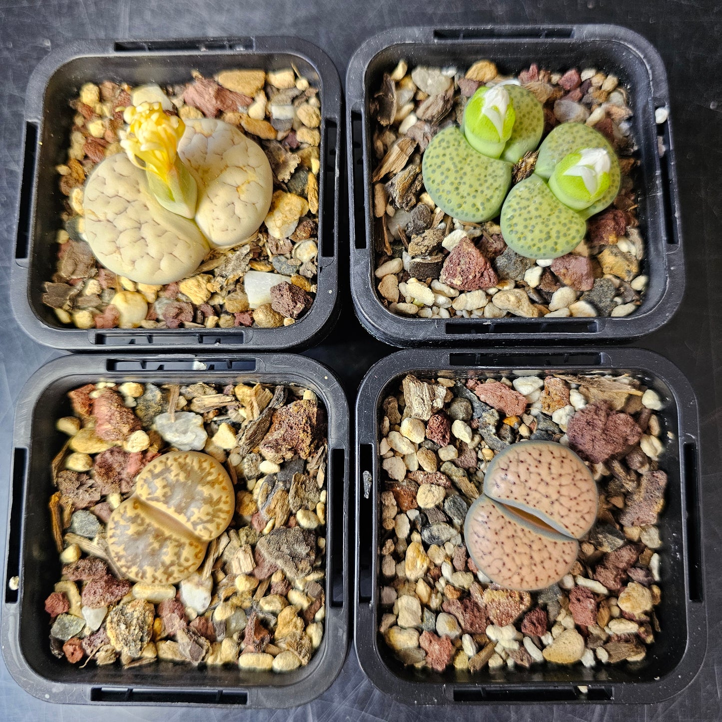 Lithops bundle (4 plants) – Lovely Living Stones