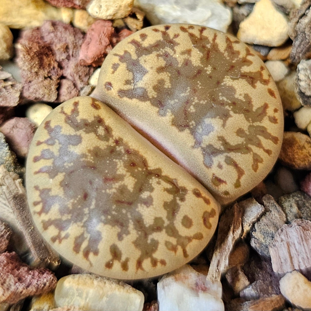 Lithops bundle (4 plants) – Lovely Living Stones