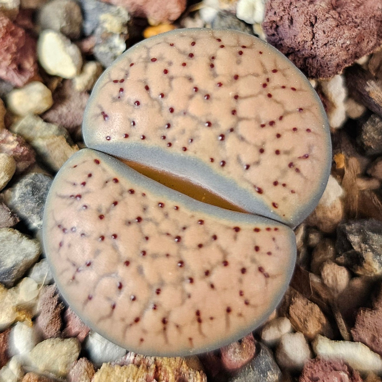 Lithops bundle (4 plants) – Lovely Living Stones