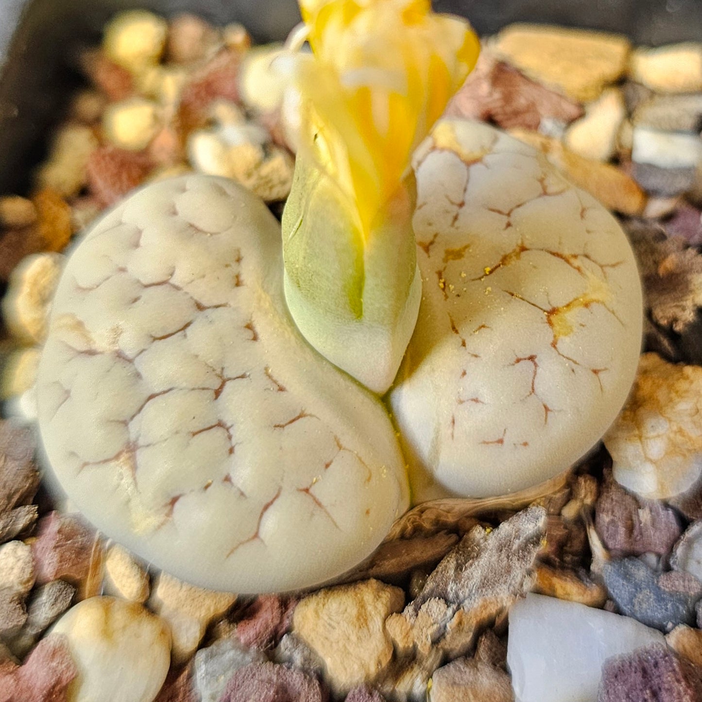 Lithops bundle (4 plants) – Lovely Living Stones