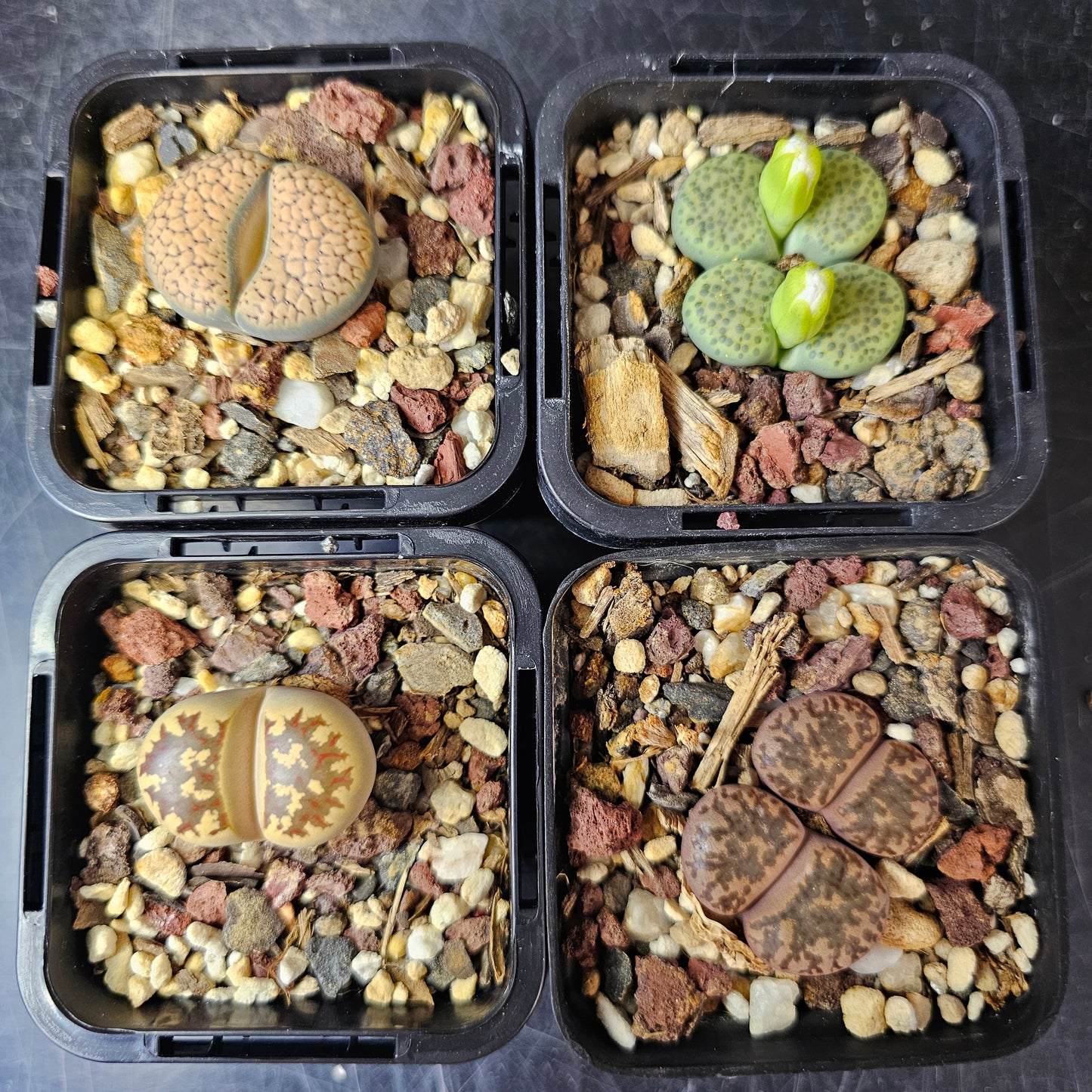 Lithops bundle (4 plants) – Autumn Stone Selection