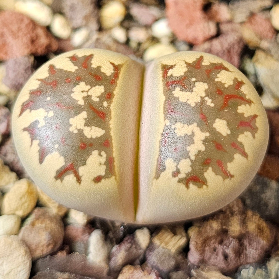 Lithops bundle (4 plants) – Autumn Stone Selection
