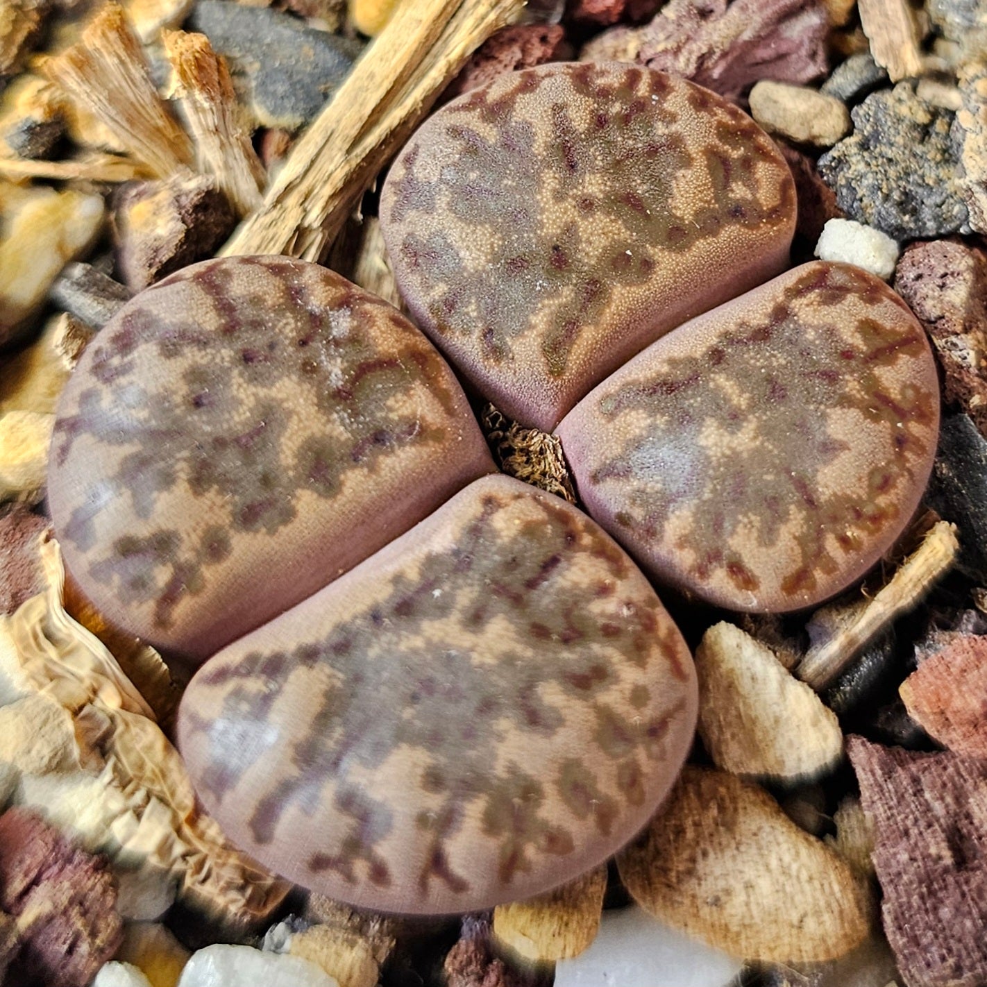 Lithops bundle (4 plants) – Autumn Stone Selection