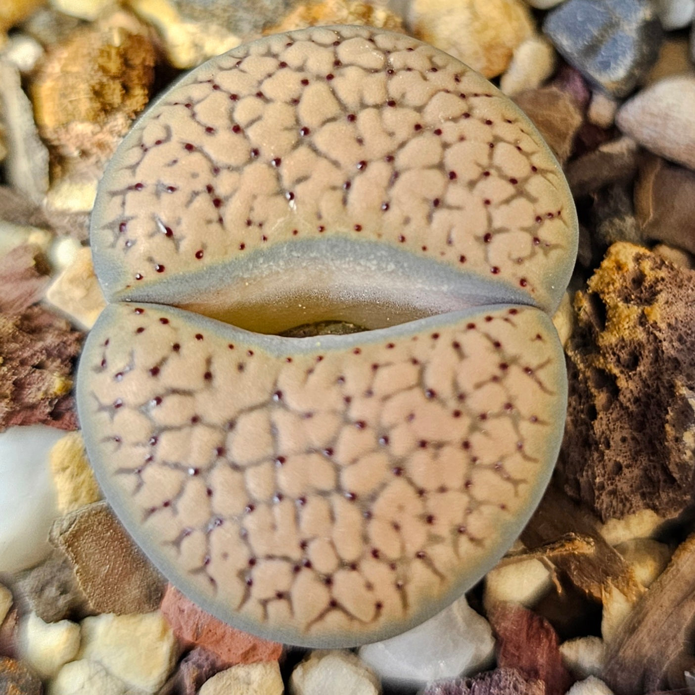 Lithops bundle (4 plants) – Autumn Stone Selection
