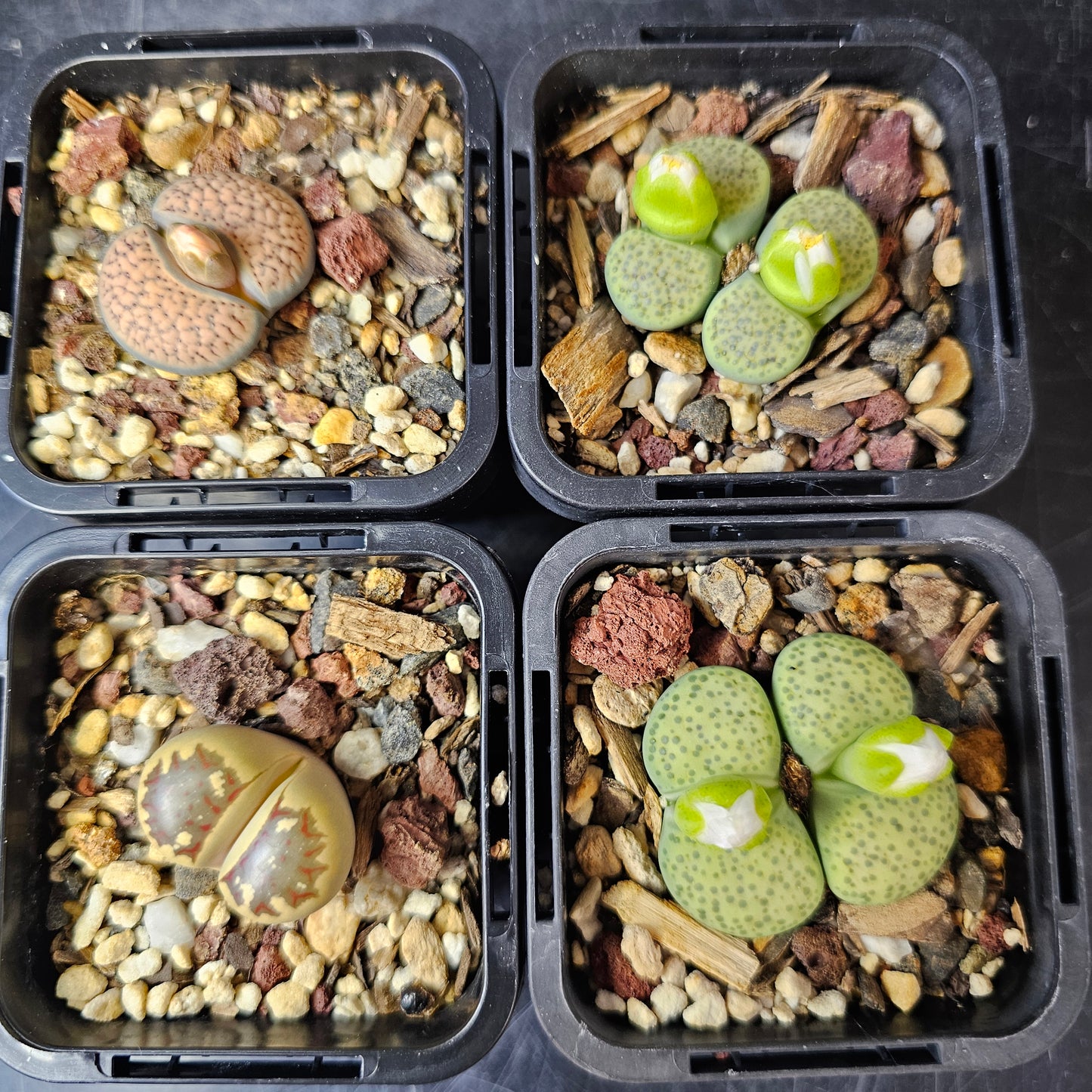 Lithops bundle (4 plants) – Texture Supreme