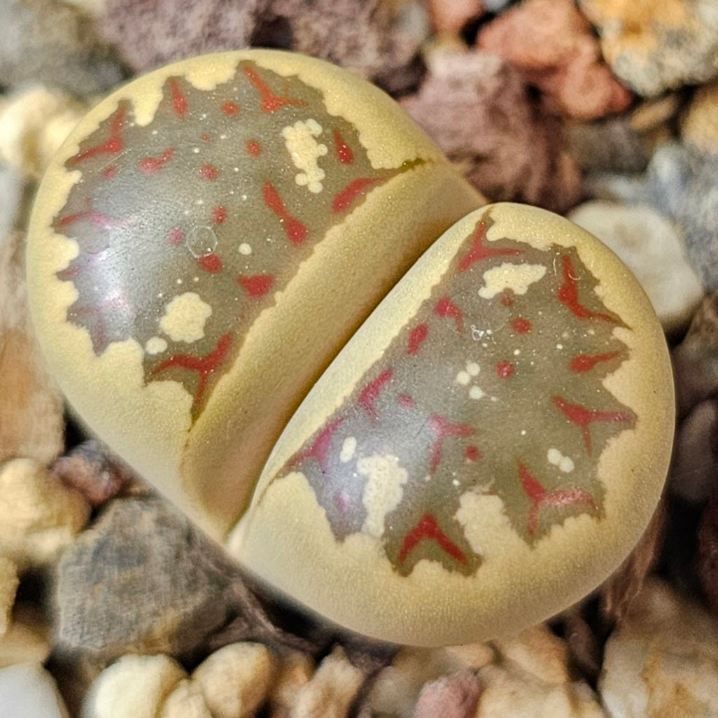 Lithops bundle (4 plants) – Texture Supreme