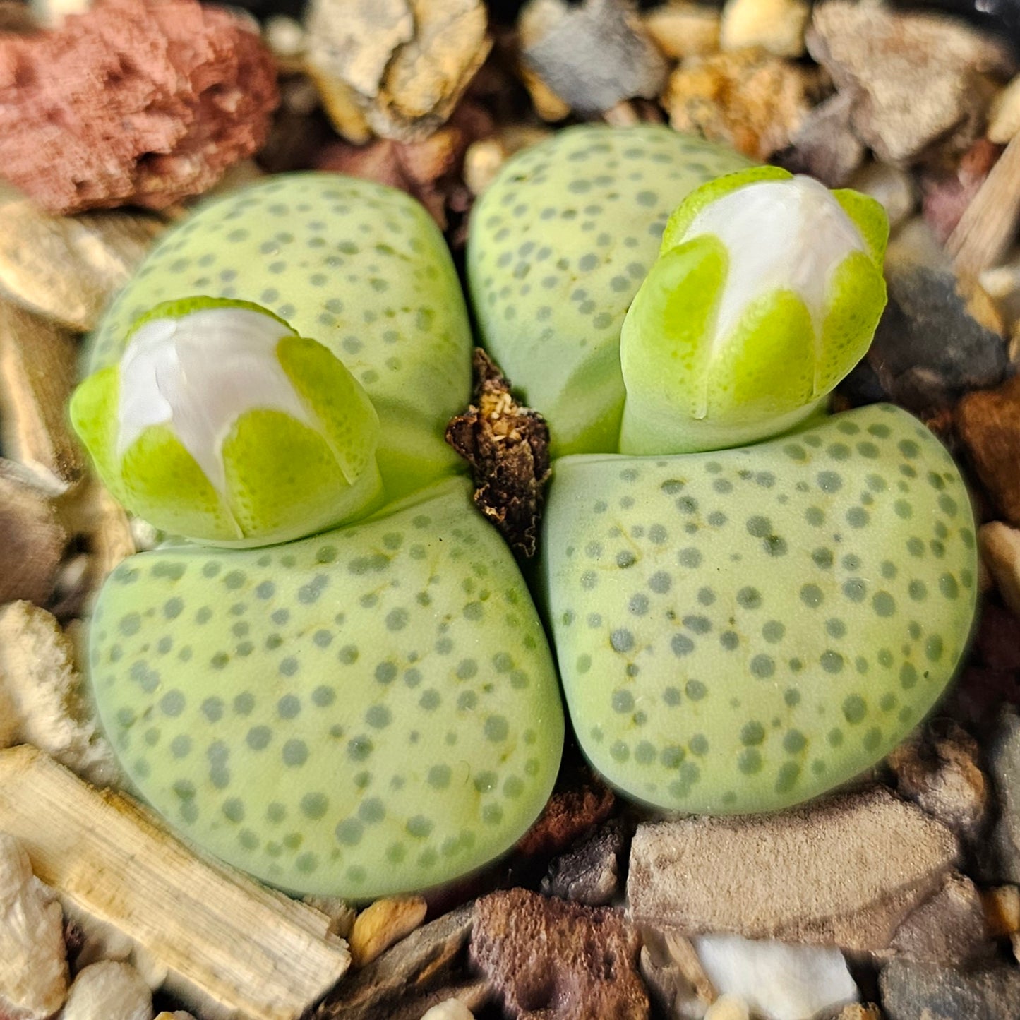 Lithops bundle (4 plants) – Texture Supreme
