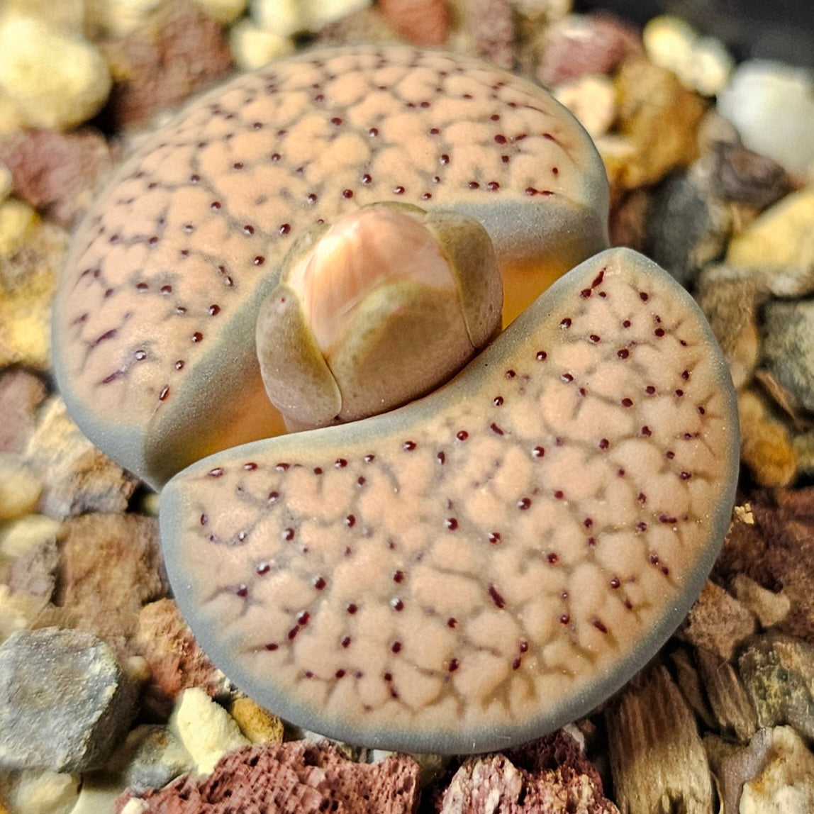 Lithops bundle (4 plants) – Texture Supreme
