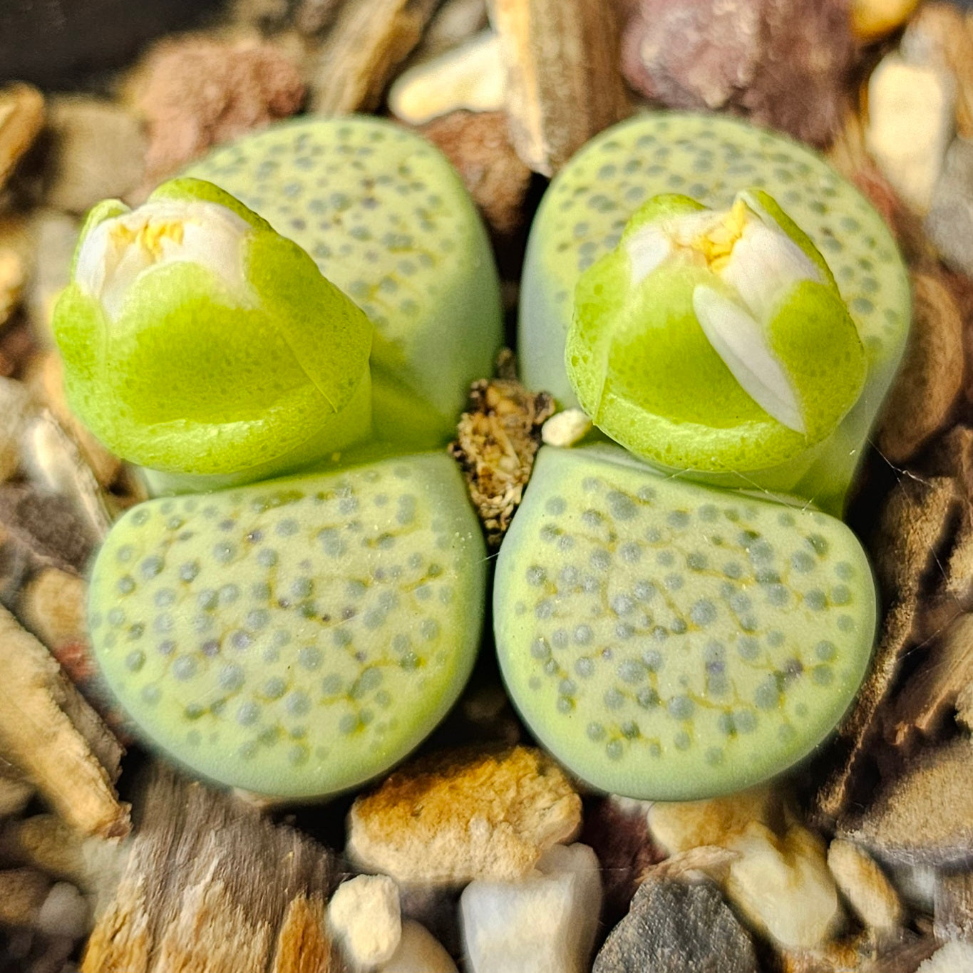 Lithops bundle (4 plants) – Texture Supreme