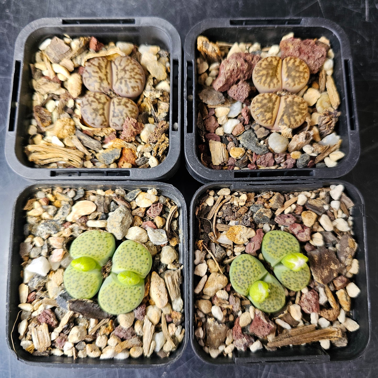 Lithops bundle (4 plants) – Double Trouble