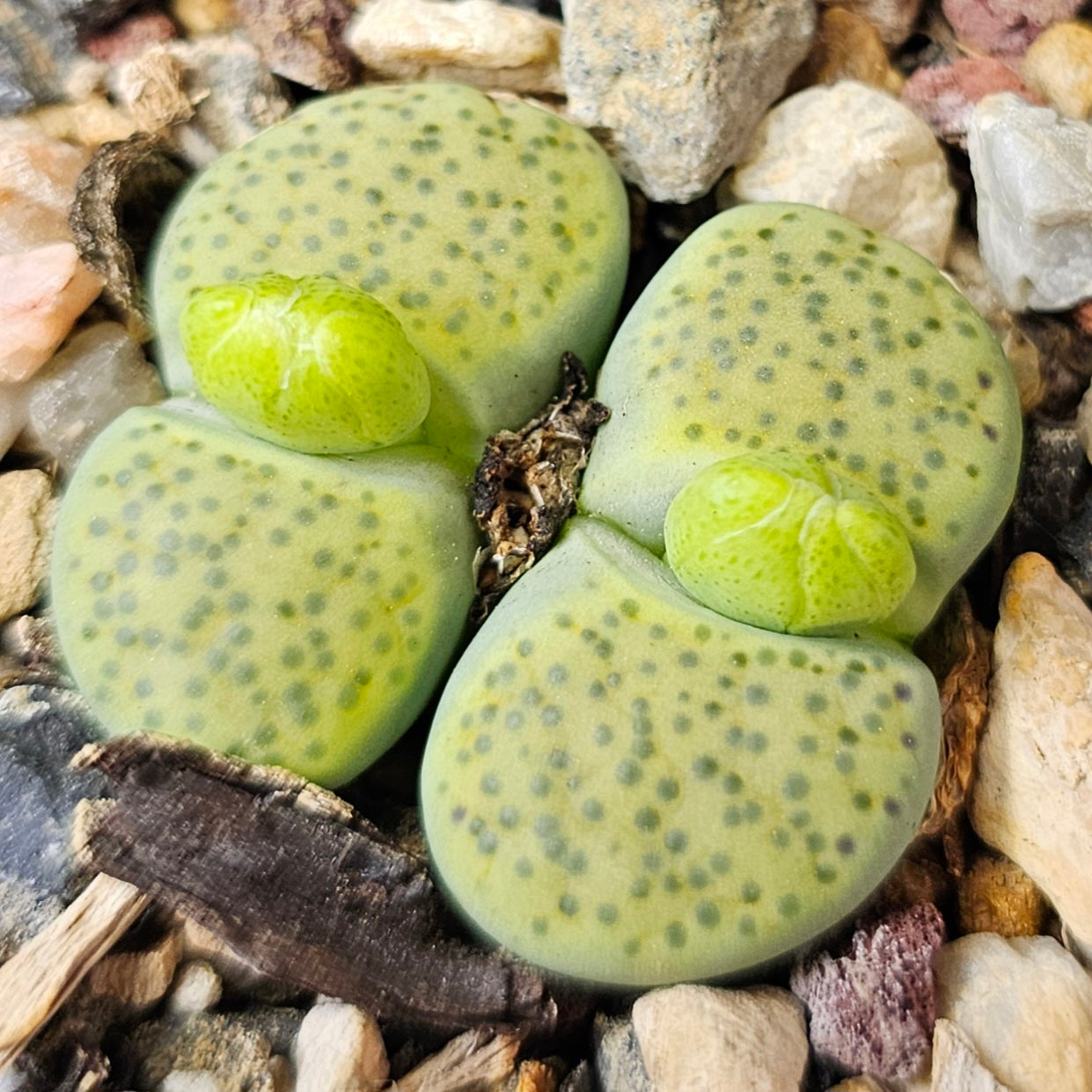 Lithops bundle (4 plants) – Double Trouble