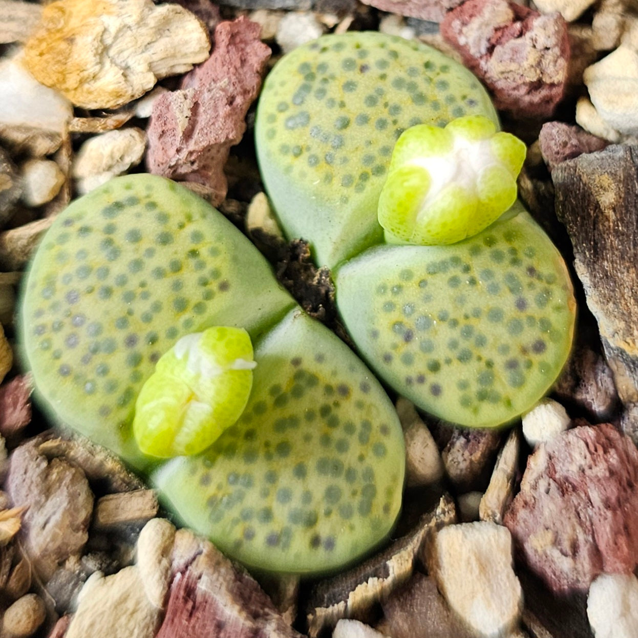 Lithops bundle (4 plants) – Double Trouble