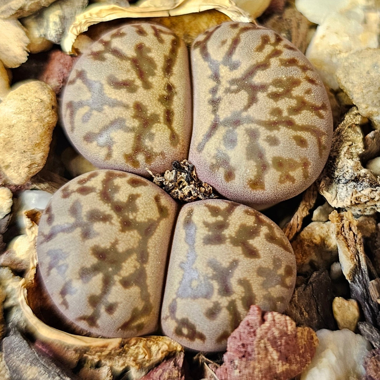 Lithops bundle (4 plants) – Double Trouble