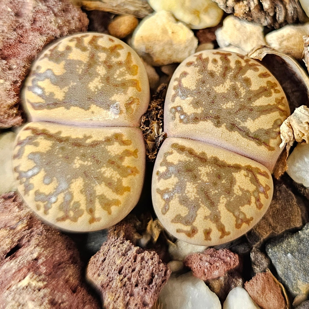 Lithops bundle (4 plants) – Double Trouble