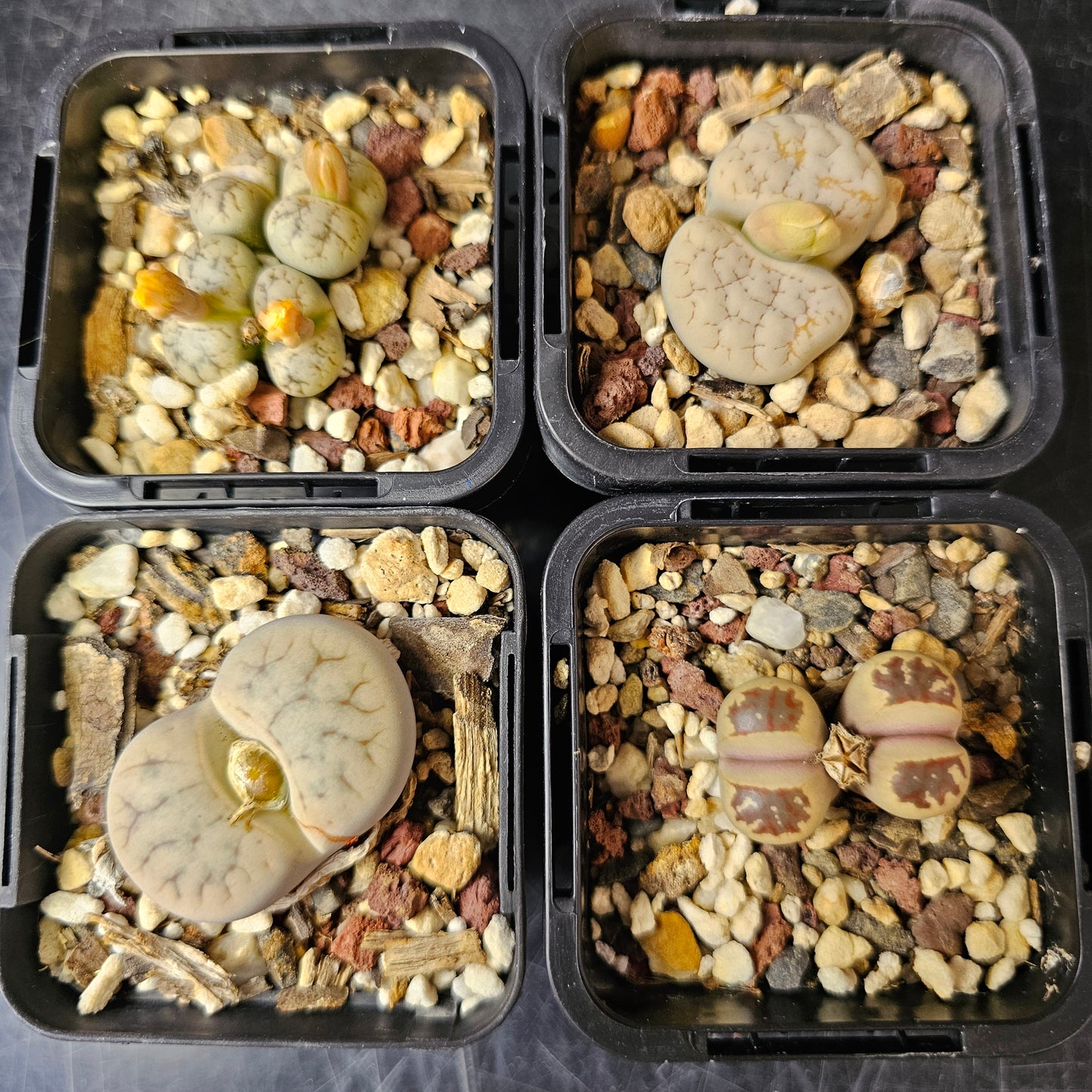 Lithops bundle (4 plants) – Natural Stone Mix